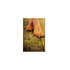Mulher Nota 10 | Hernandes Dias Lopes